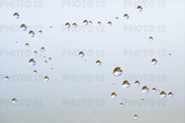 Dewdrops on a spider's web, Switzerland, Europe