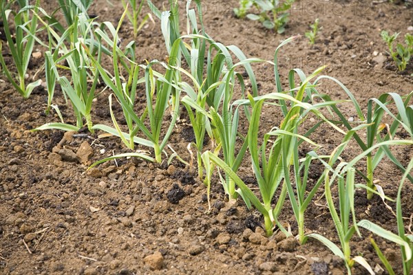Garlic plants growing in allotment garden, Shottisham, Suffolk, England, United Kingdom, Europe