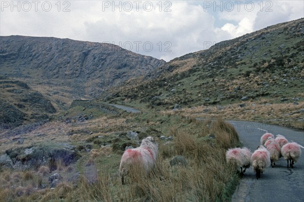 Sheep on the road, Ring of Beara, Beara Peninsula, County Kerry, Republic of Ireland, April 1996,