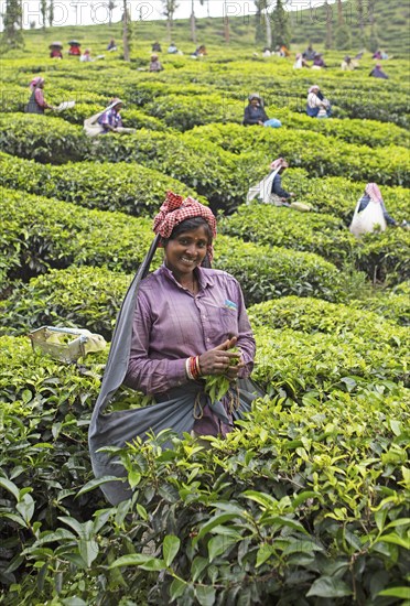 Indian tea picker on a tea plantation, Thekkady, Kerala, India, Asia