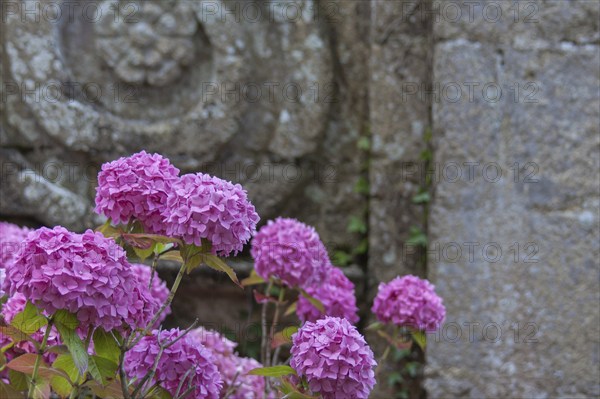Pink hydrangea in front of a historic building, Abbaye de Beauport, Brittany, France, Europe