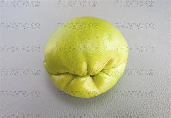 Close-up of a single green chuchu on a grey background, chayote, vegetables, Algarve, Portugal,