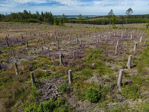 Cleared forest in the Eggegebirge, near Lichtenau, Paderborn district, site of a spruce forest that