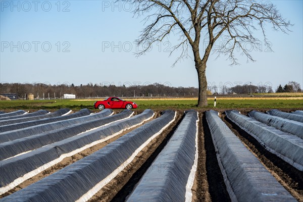 Agriculture on the Lower Rhine, early season, asparagus cultivation in spring, under plastic