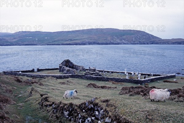 Church ruins, cemetery, sheep, Dursey Island, Beara Peninsula, County Cork, Republic of Ireland,