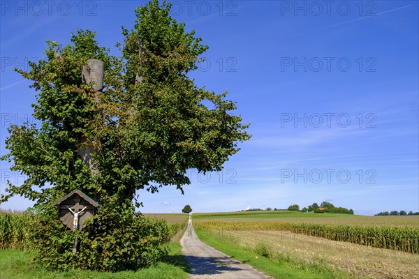 Christuslinde, tree of Schönau near Tuntenhausen, Upper Bavaria, Bavaria, Germany, Europe