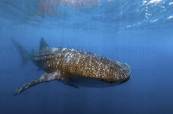 Whale shark (Rhincodon typus) swims close to the sea surface Water surface Waves, Pacific,