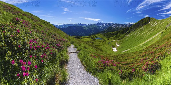 Alpine rose blossom, panorama from the Fellhorn over the Schlappoldsee and mountain station of the