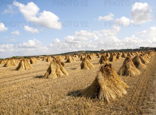 Wheat stooks harvested for thatching standing drying in a field after harvesting, Marden,