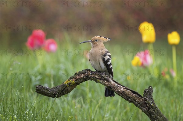 Hoopoe (Upupa epops) Courting, Bird of the Year 2022, early bloomer, summer meadow, sunrise, flower