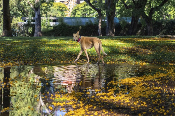 Beautiful light brown greyhound walking in the park after the rain. Colorful and warm scene