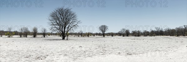 Bizarre landscape in a salt pan, drought, heat, global warming, tree, dead, drought, desert,