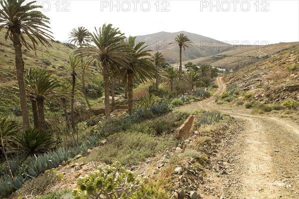Sandy track in fertile valley farmland, Betancuria, Fuerteventura, Canary Islands, Spain, Europe