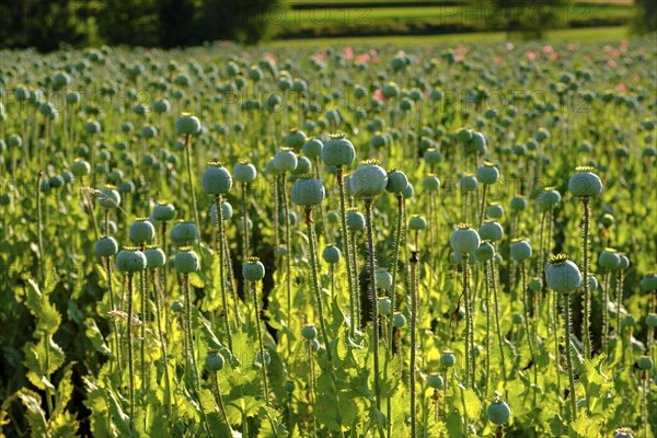Poppy, (Papaver somniferum), poppy field, Waldviertel grey poppy, poppy village Armschlag,