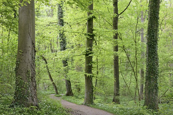 Forest path leads through a deciduous forest with flowering ramson (Allium ursinum), North