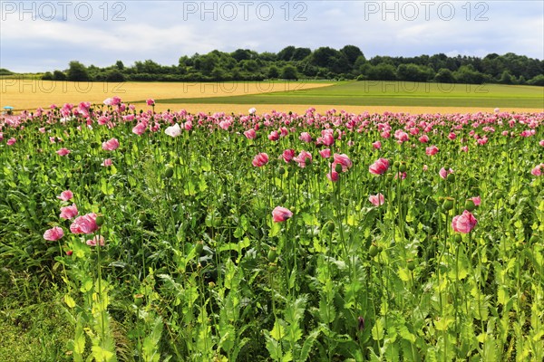 Opium poppy (Papaver somniferum), cultivation of edible poppy, poppy field, pink flowers and seed