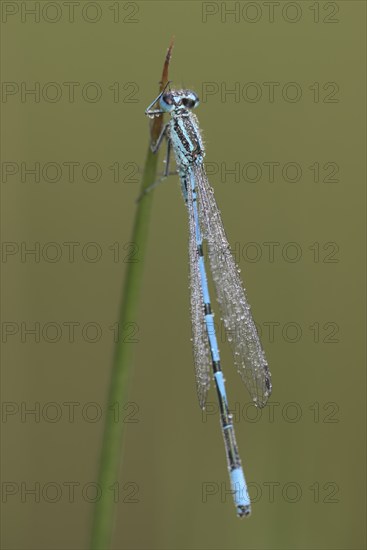 Azure damselfly (Coenagrion puella), with dewdrops, resting, morning, Bottrop, Ruhr area, North