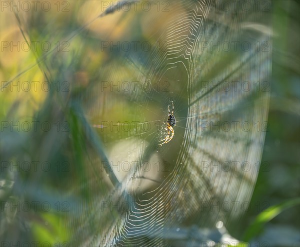 Cross spider (Araneus) sitting in a spider web, Lower Saxony, Germany, Europe