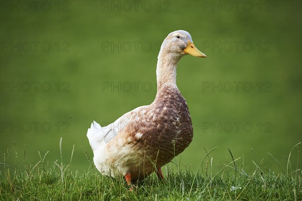 Domestic duck (Anas platyrhynchos domesticus), standing on a meadow, Wildpark Aurach Kitzbühel,
