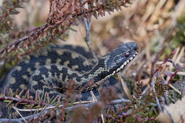 Common european viper (Vipera berus), Lower Saxony, Germany, Europe
