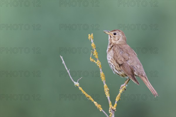 Song thrush (Turdus philomelos), Lower Saxony, Germany, Europe