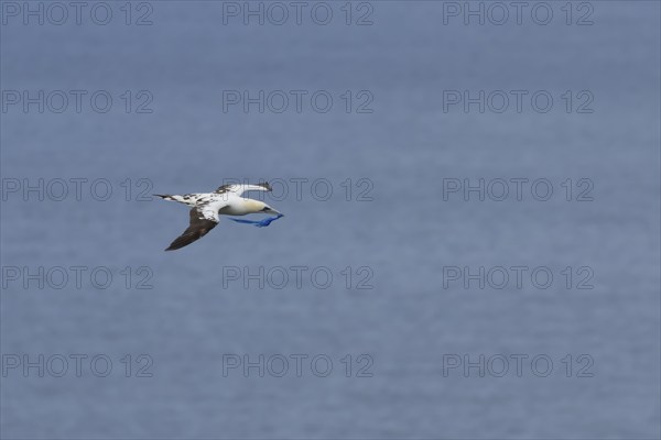 Northern gannet (Morus bassanus) adult bird in flight carrying a piece of plastic waste in its