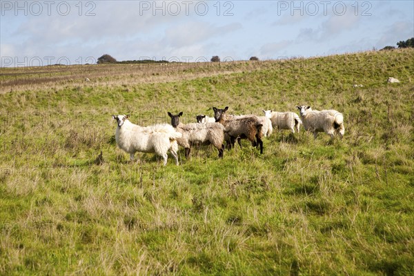 Sheep grazing on Fyfield Down national nature reserve, Marlborough Downs, Wiltshire, England, UK