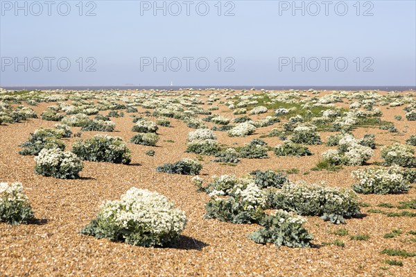 plant, Sea Kale (Crambe maritima), in flower on beach at Shingle Street, Suffolk, England, UK