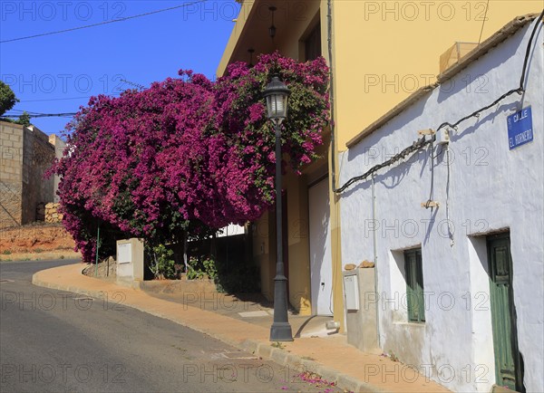 Attractive bougainvillea flowering plant, village of Toto, Pajara, Fuerteventura, Canary Islands,