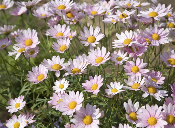 Argyranthemum pink daisy-like flowers
