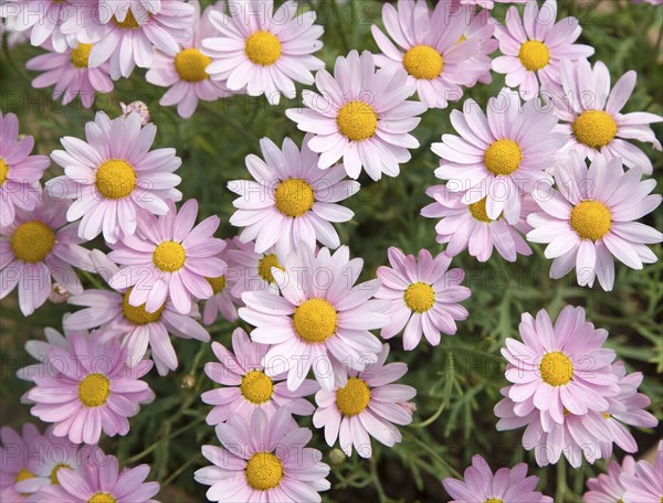 Argyranthemum pink daisy-like flowers