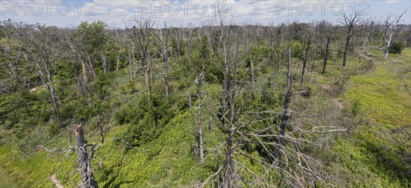 Detroit, Michigan, Dead trees on Belle Isle, an island state park in the Detroit River. The trees