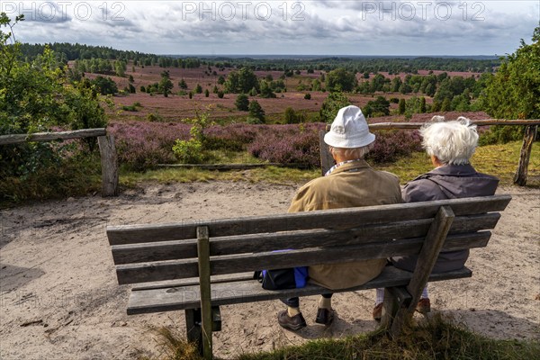 Blooming heath, heather and juniper bushes, viewpoint on the Wilseder Berg, senior citizens on a