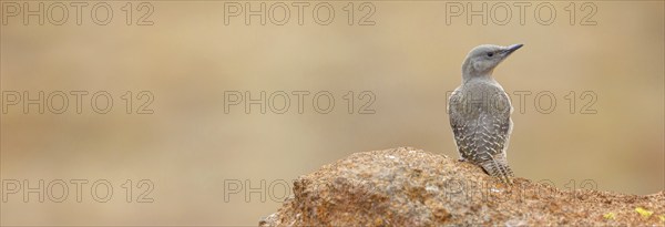 Pileated Woodpecker, (Geocolaptes olivaceus), Wakkerstrom surroundings / Guided Tour with Lucky,