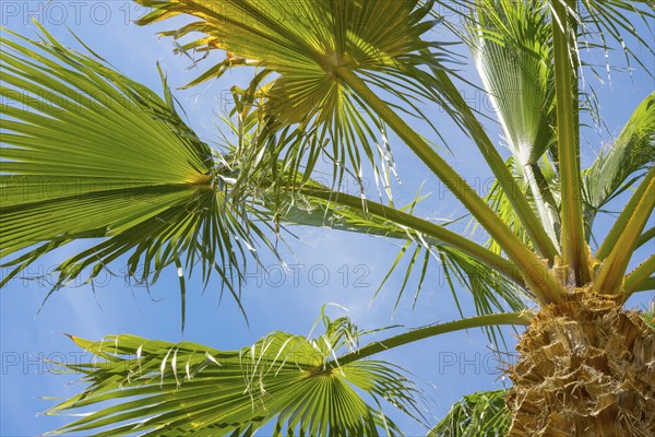 Green palm leaves against a blue sky on a sunny day, sunlit palm leaves in fan shape, mexican fan
