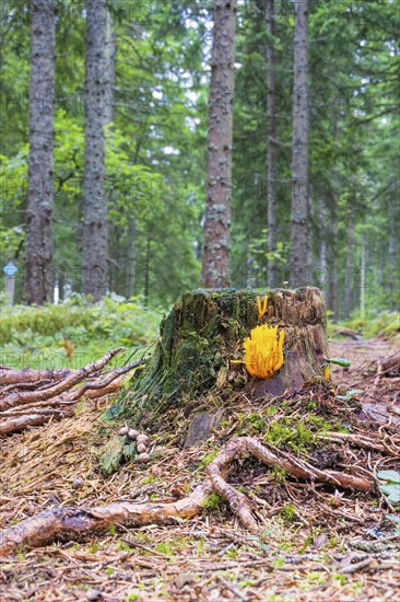 Tree stump with yellow stagshorn (Calocera viscosa) in a coniferous forest at autumn
