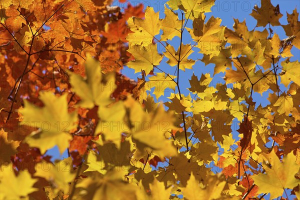 Autumn leaves (Acer), in warm yellow and orange tones against a clear blue sky, autumn, Ontario,