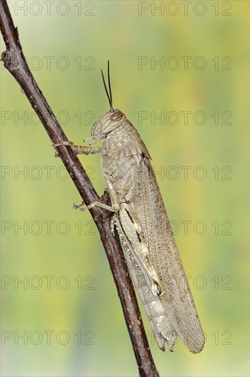 Egyptian locust (Anacridium aegyptium), Camargue, Provence, southern France