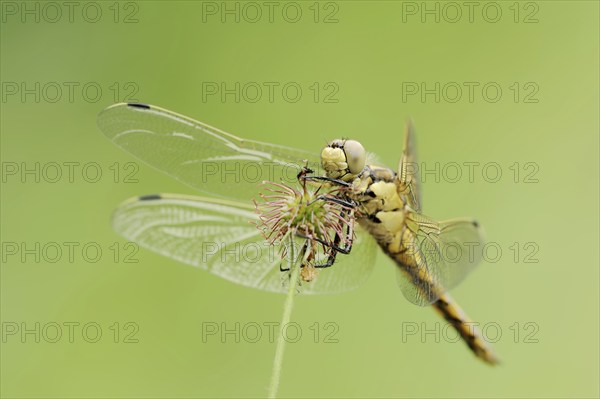 Black-tailed skimmer (Orthetrum cancellatum), female, North Rhine-Westphalia, Germany, Europe