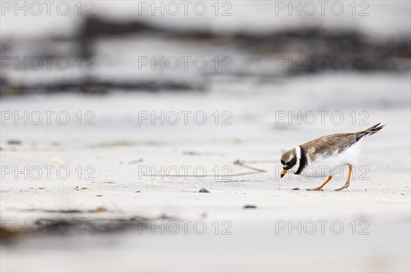 Ringed Plover (Charadrius hiaticula), adult bird pulling a small worm out of the sand, Varanger,