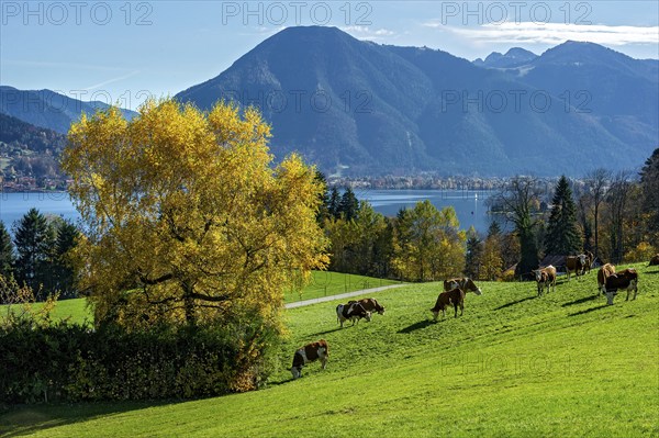 Cows on a pasture by the lake, Tegernsee with Wallberg, Mangfall mountains, Bavarian Prealps, Alps,