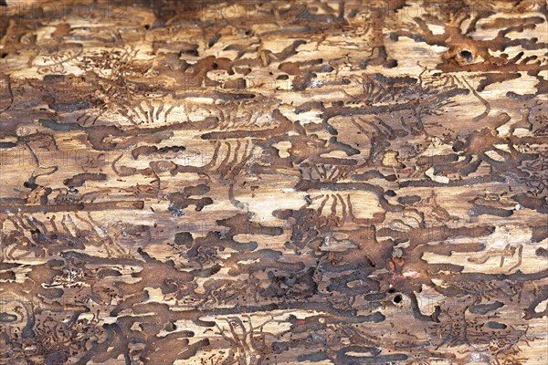 Feeding galleries of the spruce bark beetle (Ips typographus L.) under the bark of Norway spruce