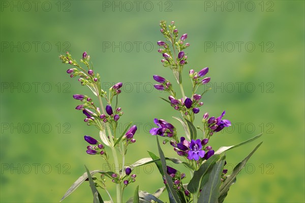 Upright bearded thread (Penstemon strictus), flower, flowering, Germany, Europe