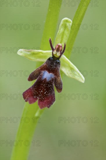 Fly orchid (Ophrys insectifera), Lower Saxony, Germany, Europe