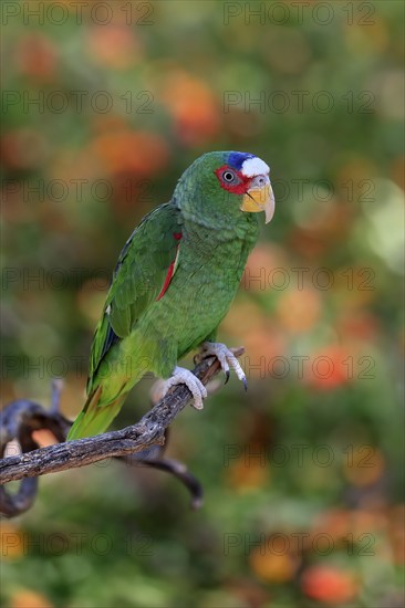 White-fronted amazon (Amazona albifrons), adult, in perch, Sonora Desert, Arizona, North America,
