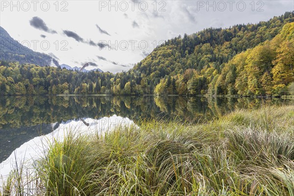Freibergsee lake in autumn, behind it the Heni-Klopfer ski jump, Allgäu Alps, Allgäu, Bavaria,