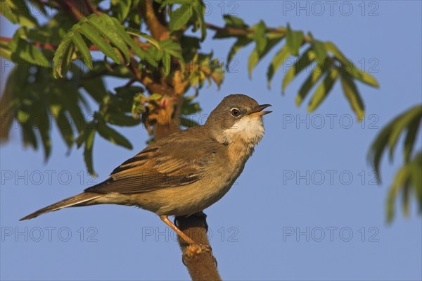 Whitethroat, songbird, (Sylvia communis), Bad Dürkheim district, Rhineland-Palatinate, Federal