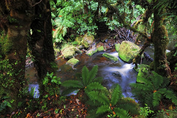Rainforest, Maclennan River, Catlins Forest Park, Otago, South Island New Zealand, Otago, South