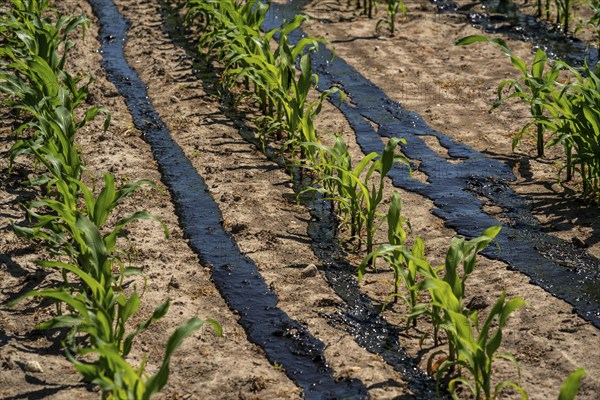 A maize field, with young plants, is fertilised with liquid manure, near Geldern, North