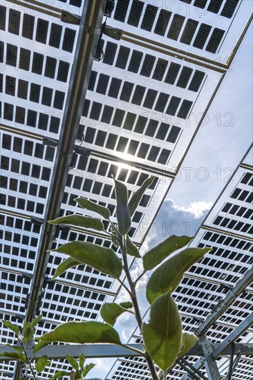 Agri-photovoltaic test plant, an apple orchard with two different systems of PV modules was roofed